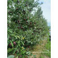 SUPER QUALITY FRESH TIANSHUI HUANIU APPLE